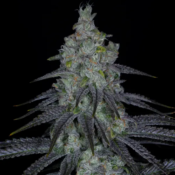Death By Guava Cannabis Seeds by Sin City Seeds