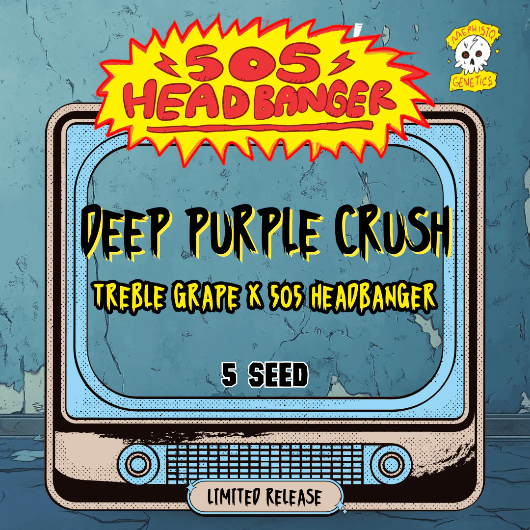 Deep Purple Crush Auto Cannabis Seeds by Mephisto Genetics