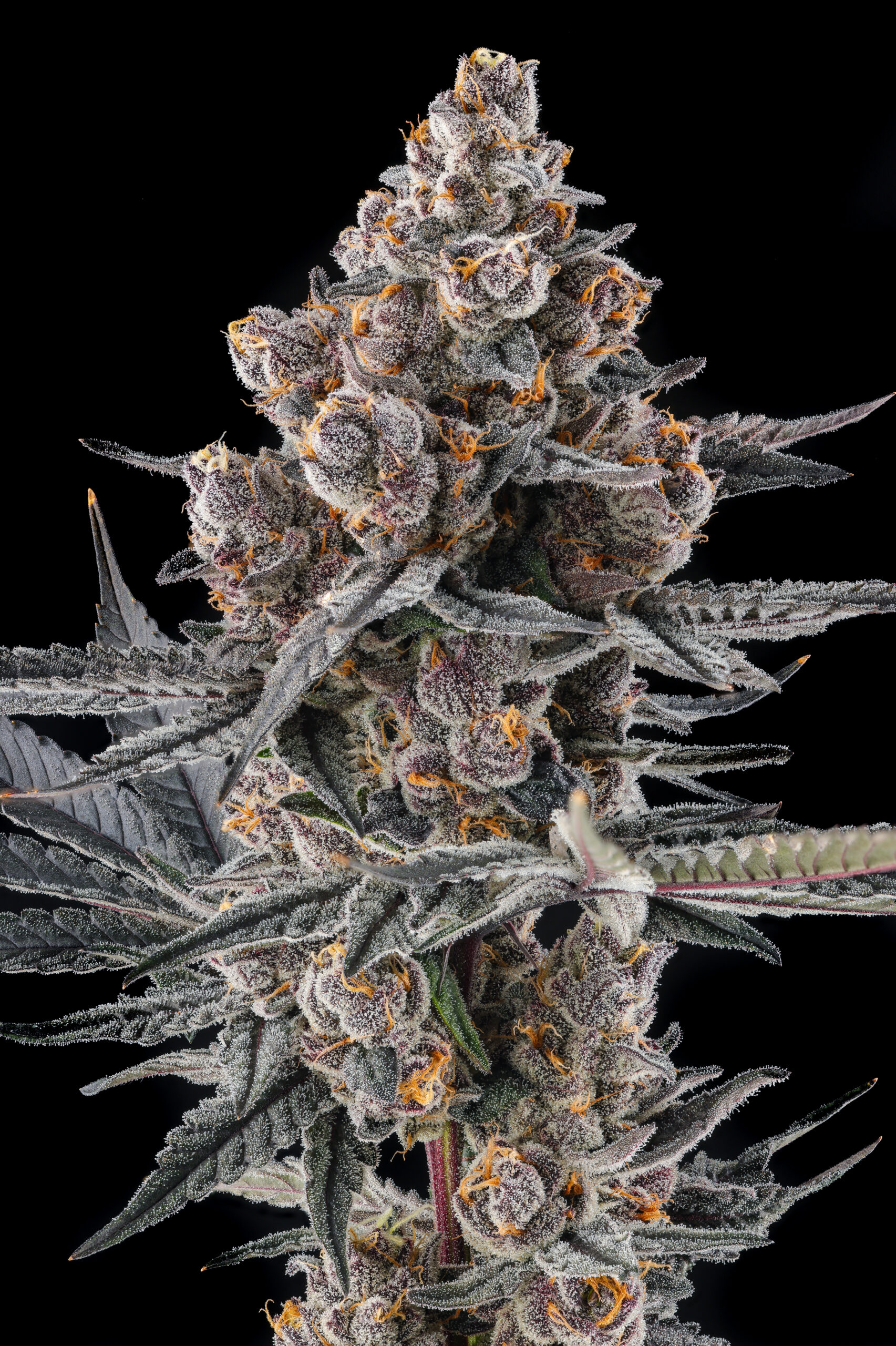 Eye of JAH Cannabis Seeds by Compound Genetics