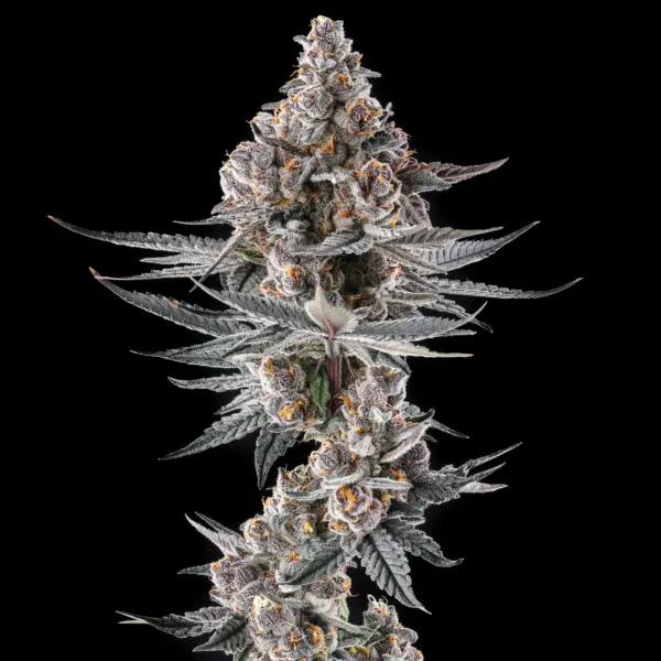 Eye of JAH Cannabis Seeds by Compound Genetics