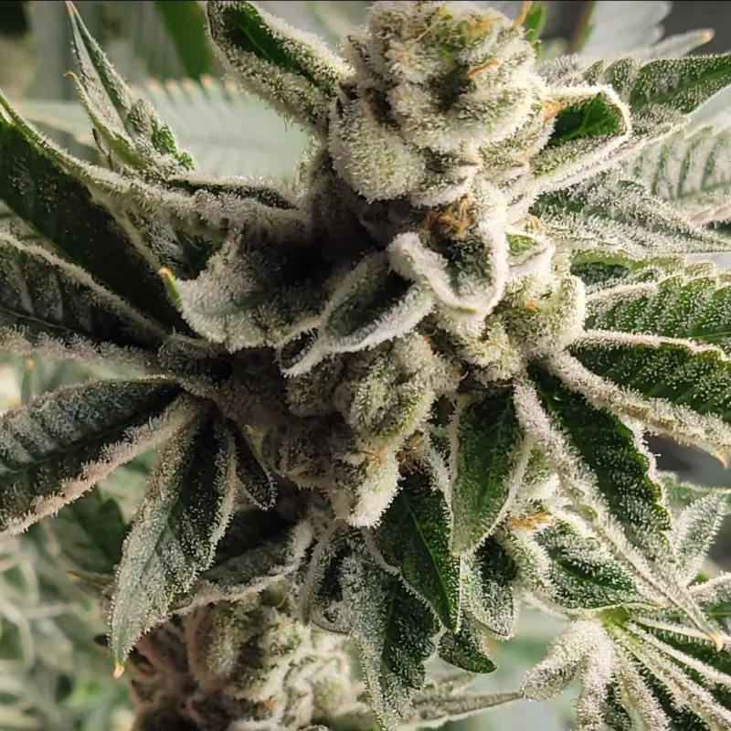 F.U. 11/27 Cannabis Seeds by SS High Octane Keep Seeds Legal
