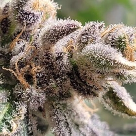 Faze FTC Cannabis Seeds by SS High Octange Keep Seeds Legal
