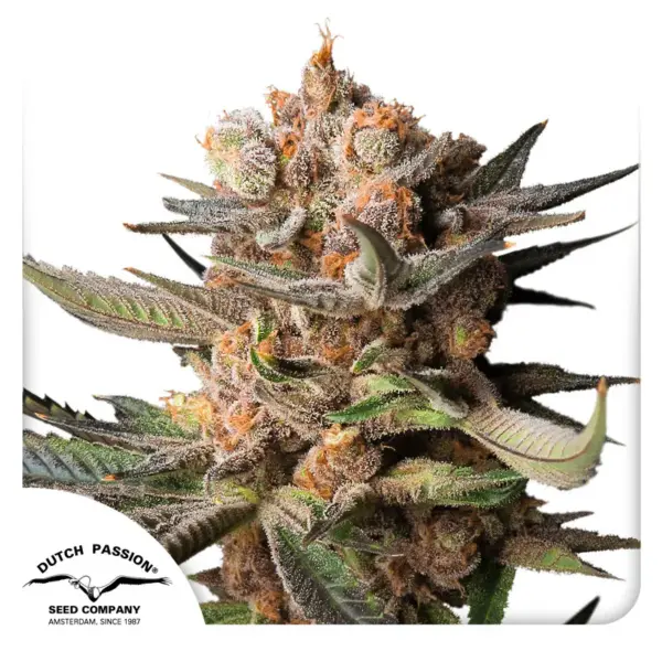Frozen Biscotti Auto Cannabis Seeds by Dutch Passion