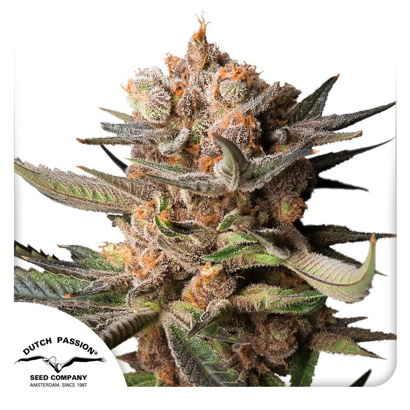 Frozen Biscotti Auto Cannabis Seeds by Dutch Passion