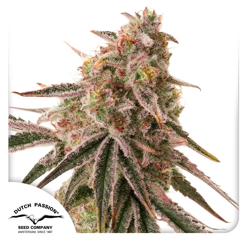 Frozen Biscotti Cannabis Seeds by Dutch Passion