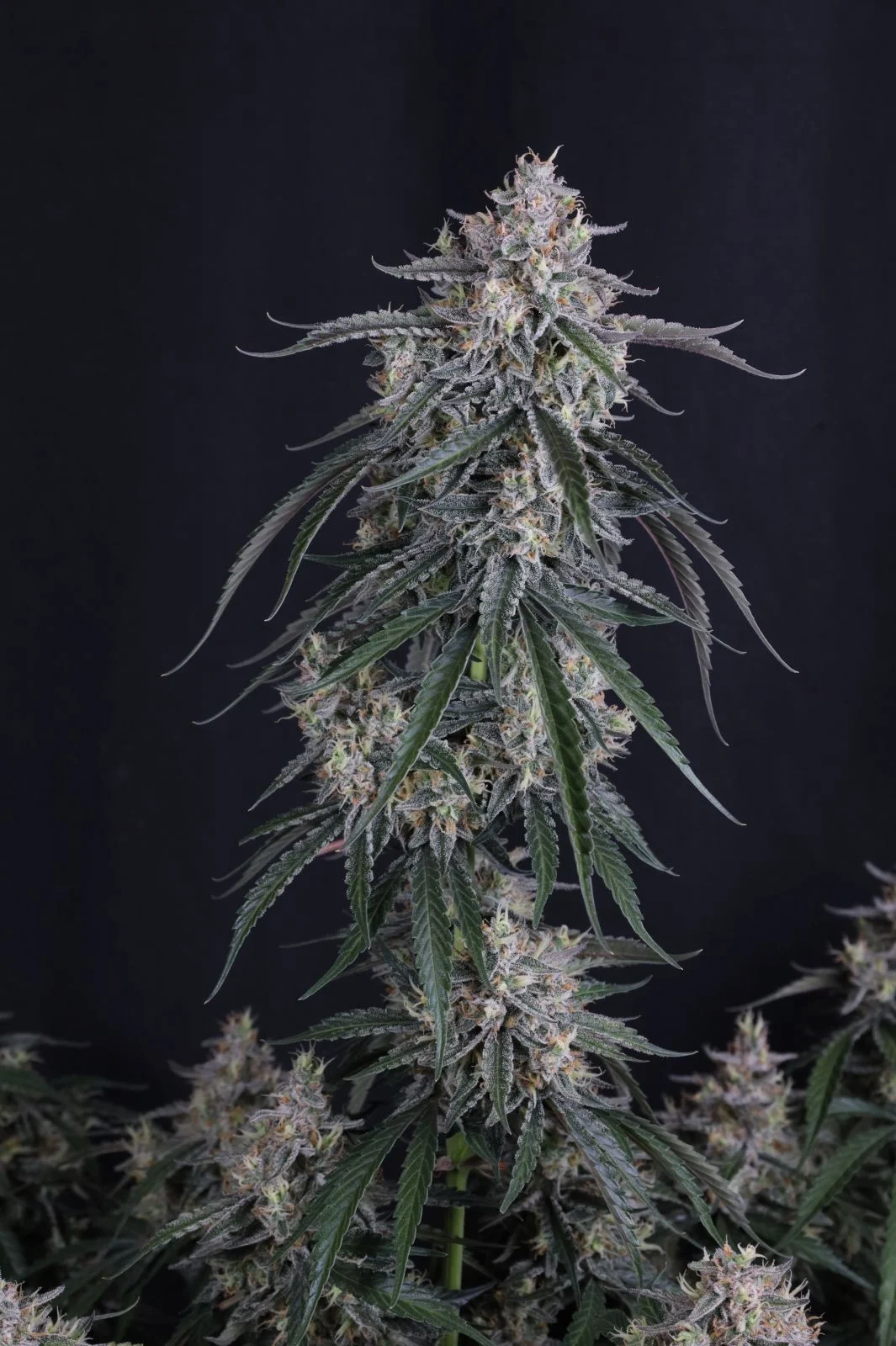 GMO Auto Cannabis Seeds by Fastbuds