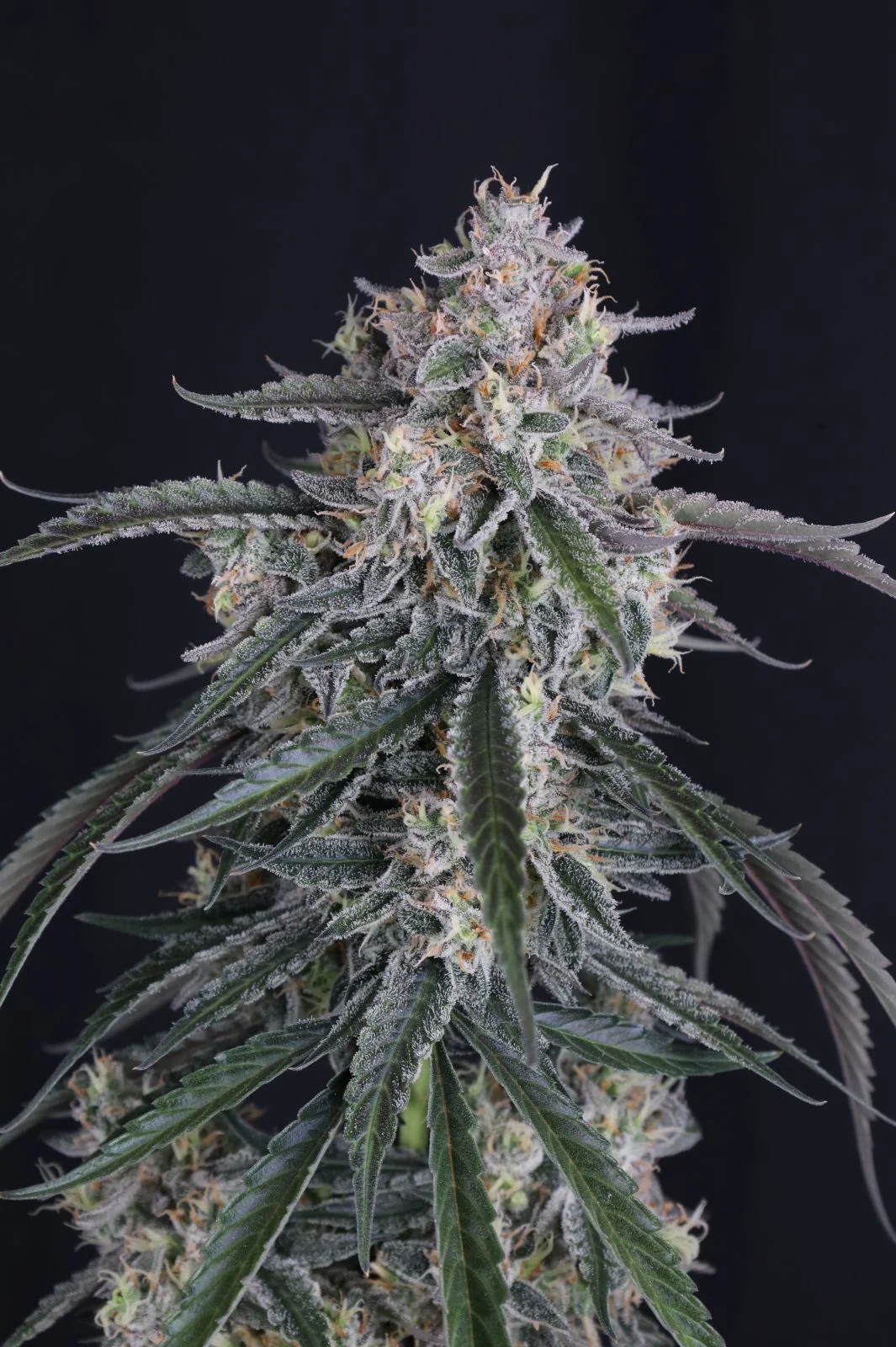 GMO Auto Cannabis Seeds by Fastbuds