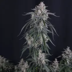 GMO Auto Cannabis Seeds by Fastbuds