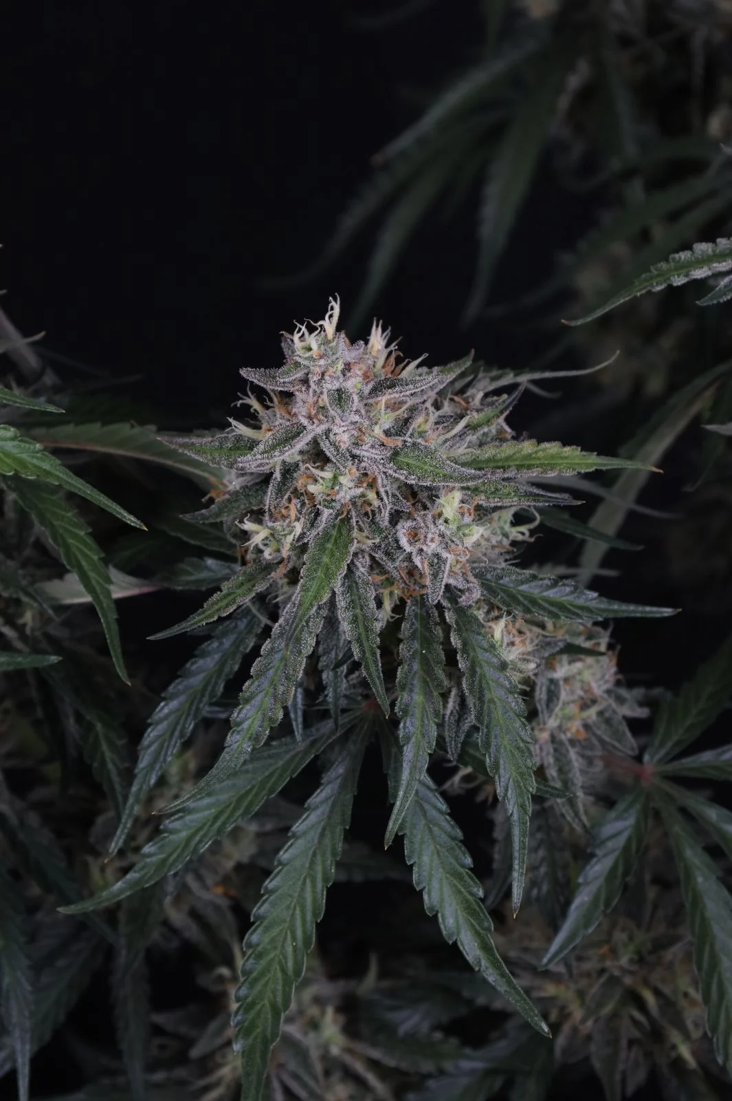 GMO Auto Cannabis Seeds by Fastbuds