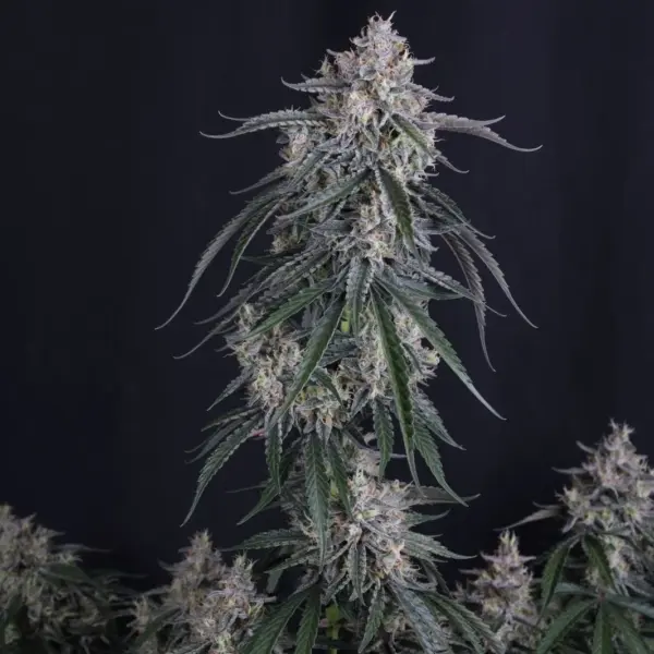 GMO Auto Cannabis Seeds by Fastbuds