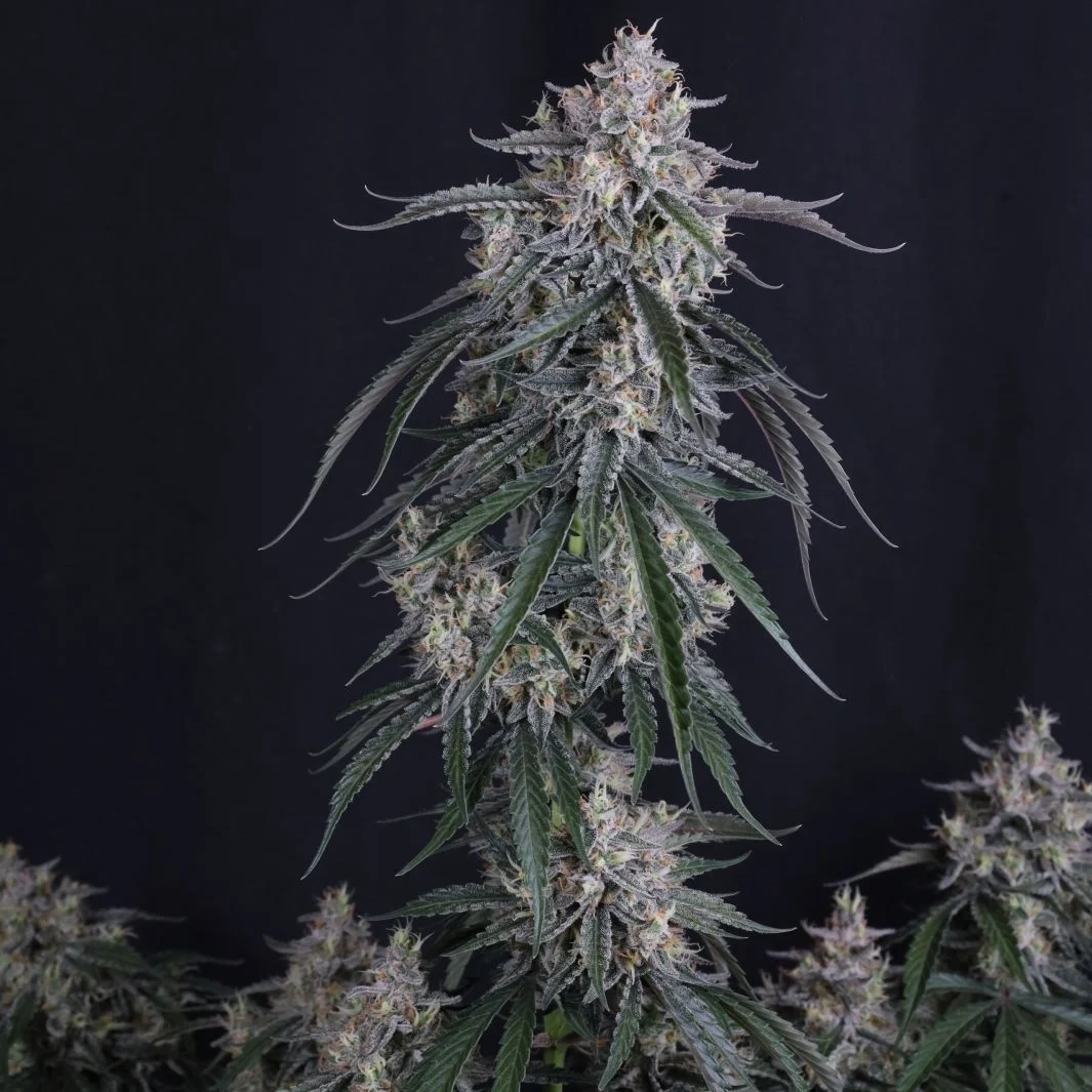GMO Auto Cannabis Seeds by Fastbuds