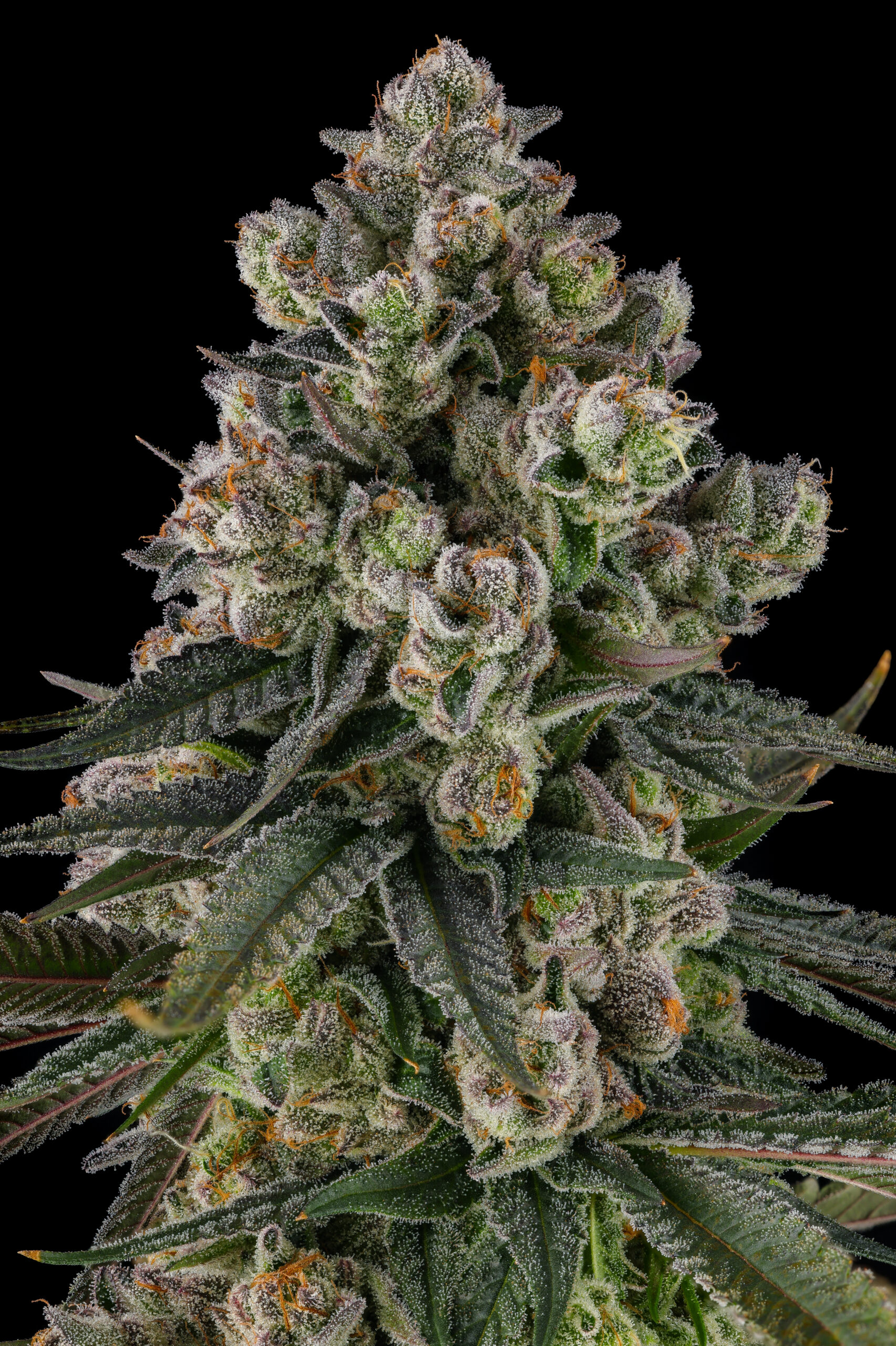 Glue Lotus Cannabis Seeds by Compound Genetics