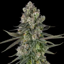 Glue Lotus Cannabis Seeds by Compound Genetics