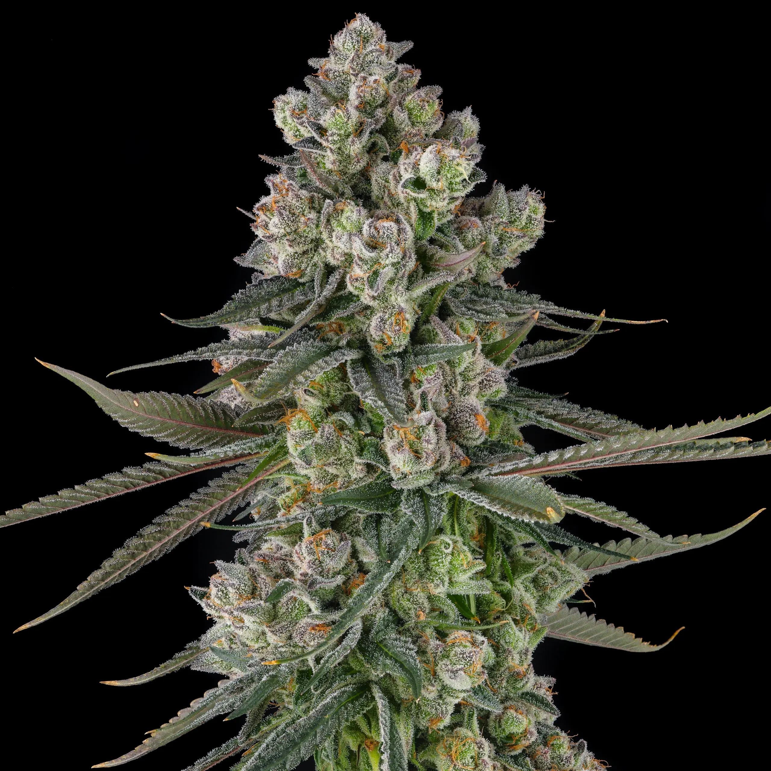 Glue Lotus Cannabis Seeds by Compound Genetics