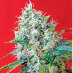 Green Poison Cannabis Seeds by Sweet Seeds