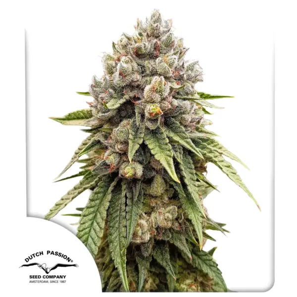 Ice Cream Haze Cannabis Seeds by Dutch Passion
