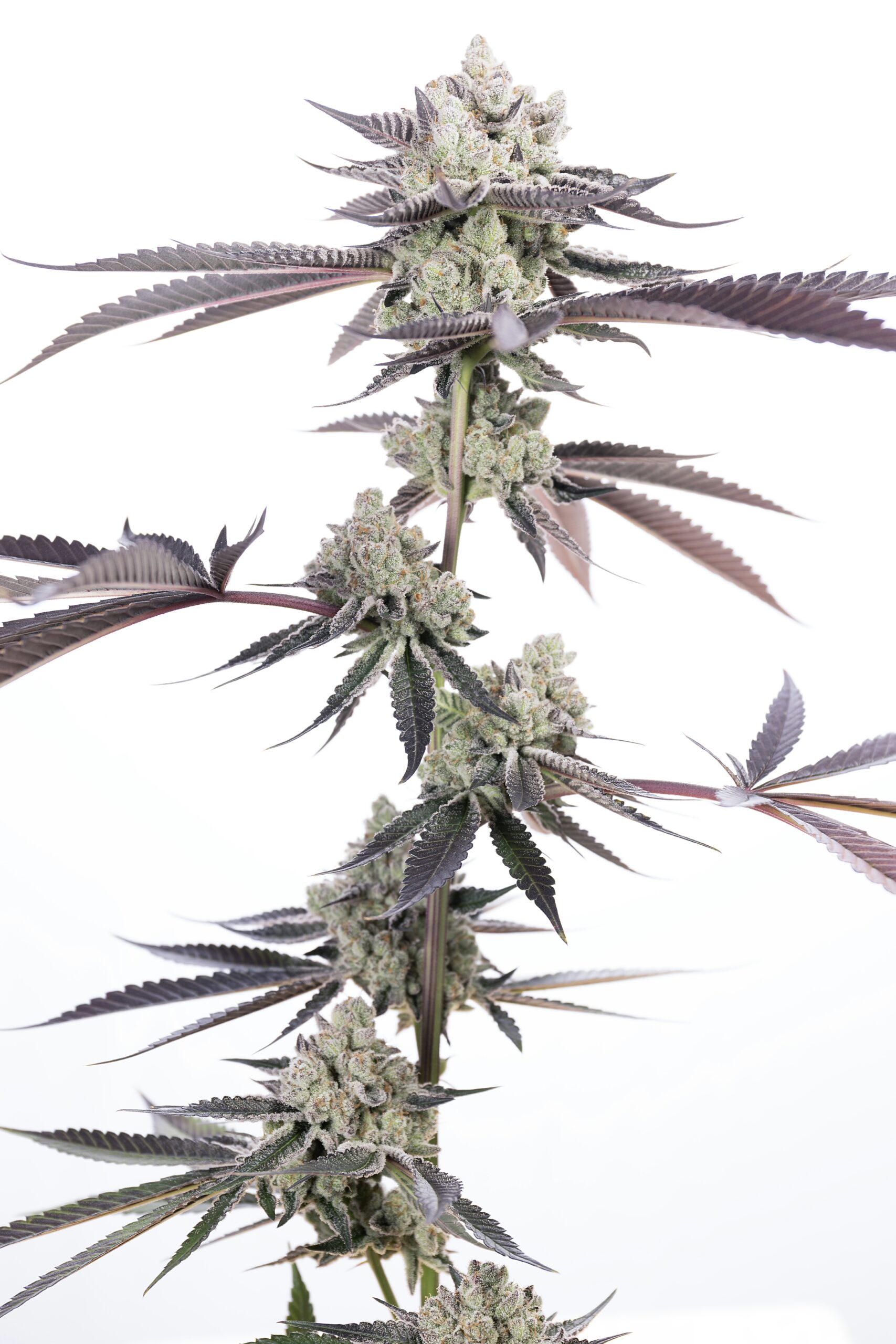Dank Diggler Cannabis Seeds by Romulan Genetics