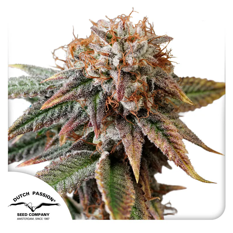 Kingston Punch Auto Cannabis Seeds by Dutch Passion