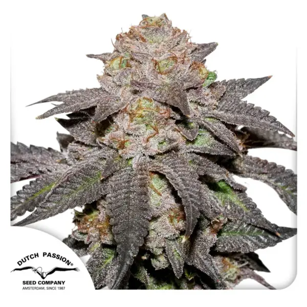 Kingston Punch Cannabis Seeds by Dutch Passion