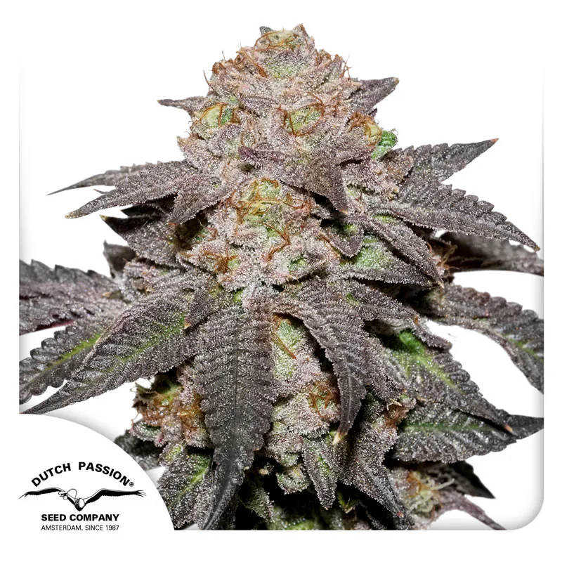 Kingston Punch Cannabis Seeds by Dutch Passion