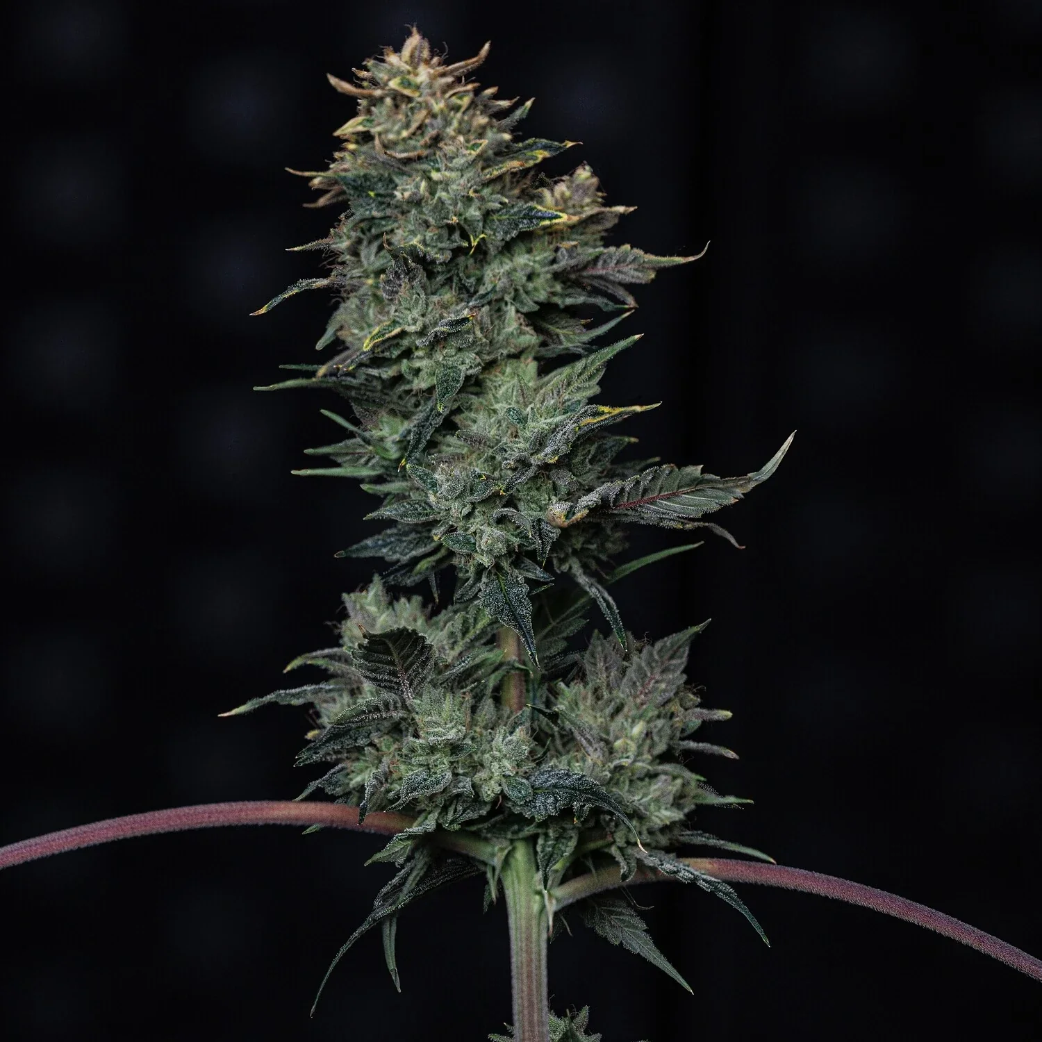 Kiwi Lime 1 Auto Cannabis Seeds by Mephisto Genetics