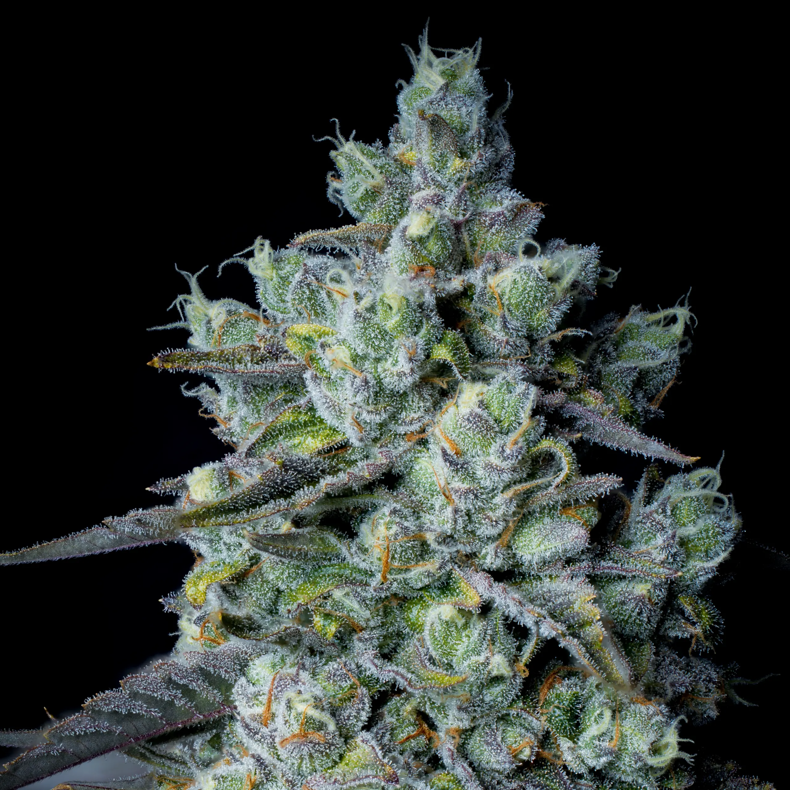 Leathal Lime Cannabis Seeds by Sin City Seeds