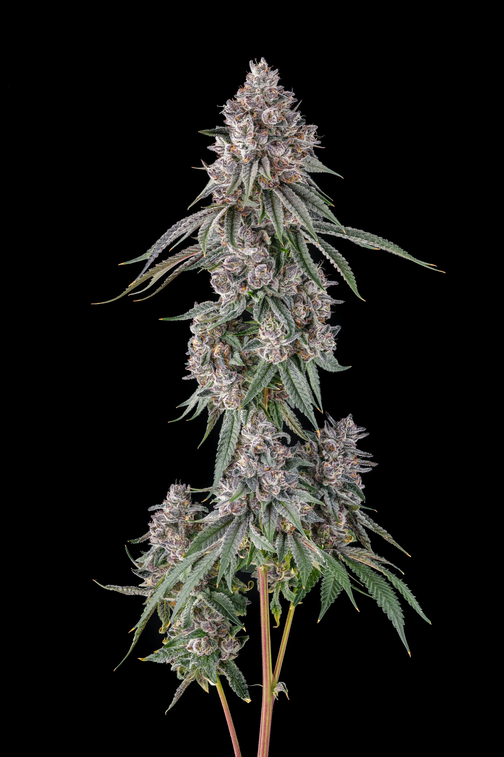 Lemon Chain Cannabis Seeds by Compound Genetics