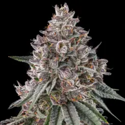 Lemon Chain Cannabis Seeds by Compound Genetics