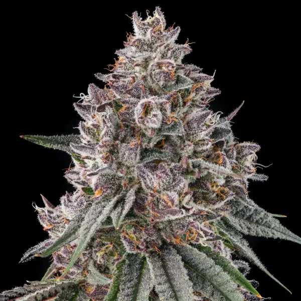 Lemon Chain Cannabis Seeds by Compound Genetics
