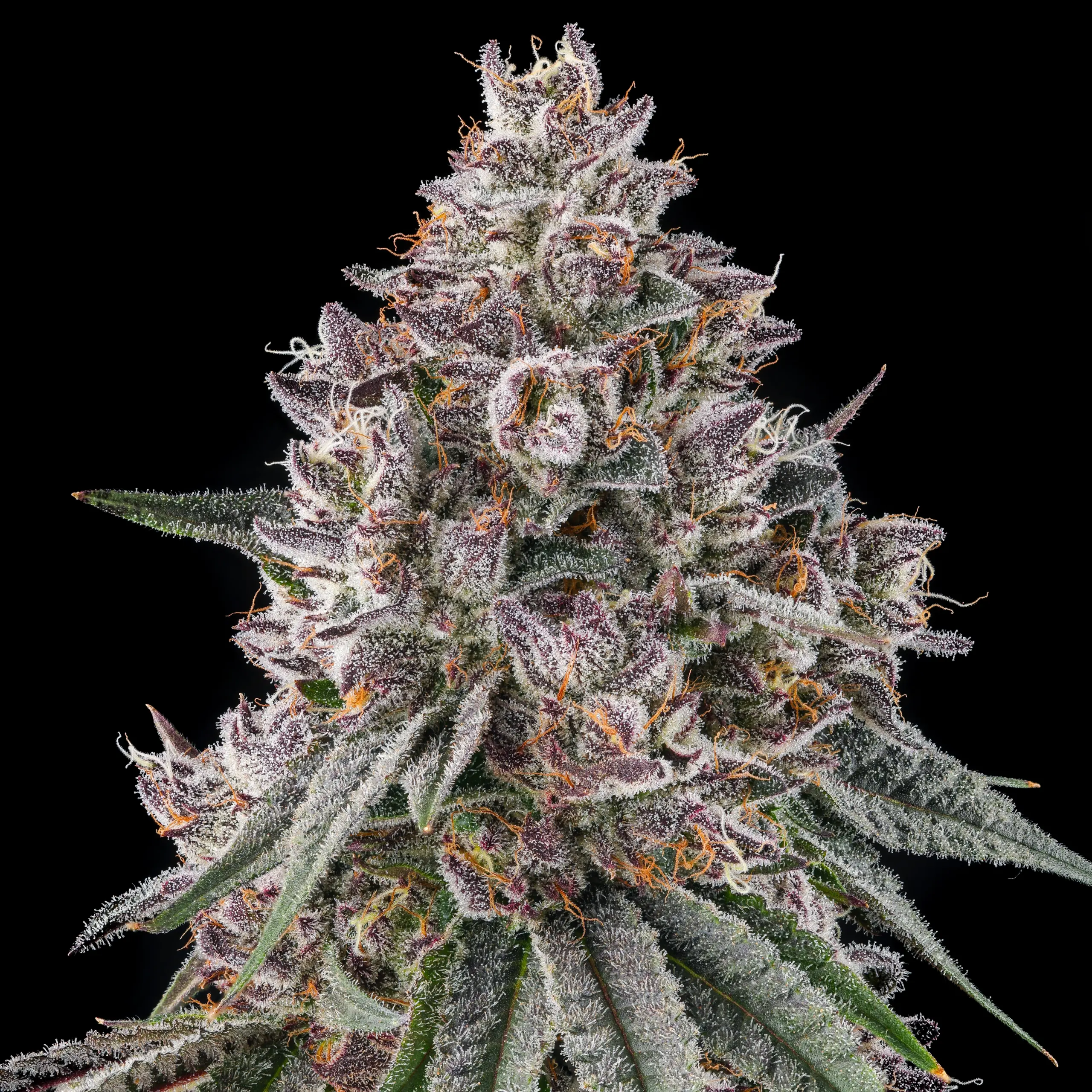 Lemon Chain Cannabis Seeds by Compound Genetics