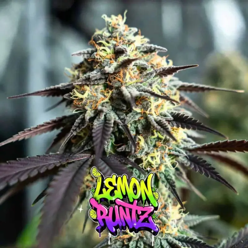 Lemon Runtz Auto Cannabis Seeds by Tastebudz Genetics