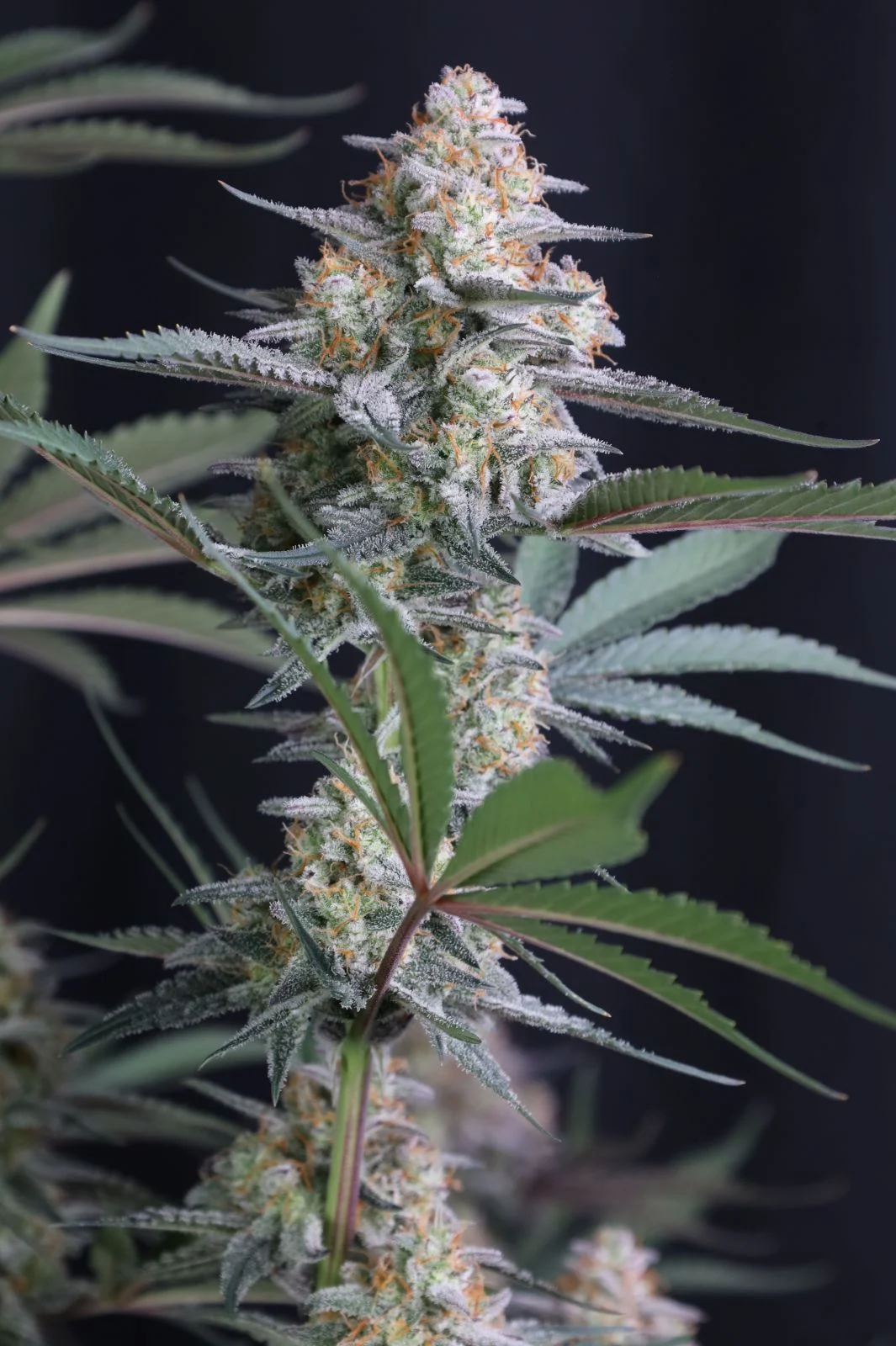 Lemon Tree Auto Cannabis Seeds by Fastbuds
