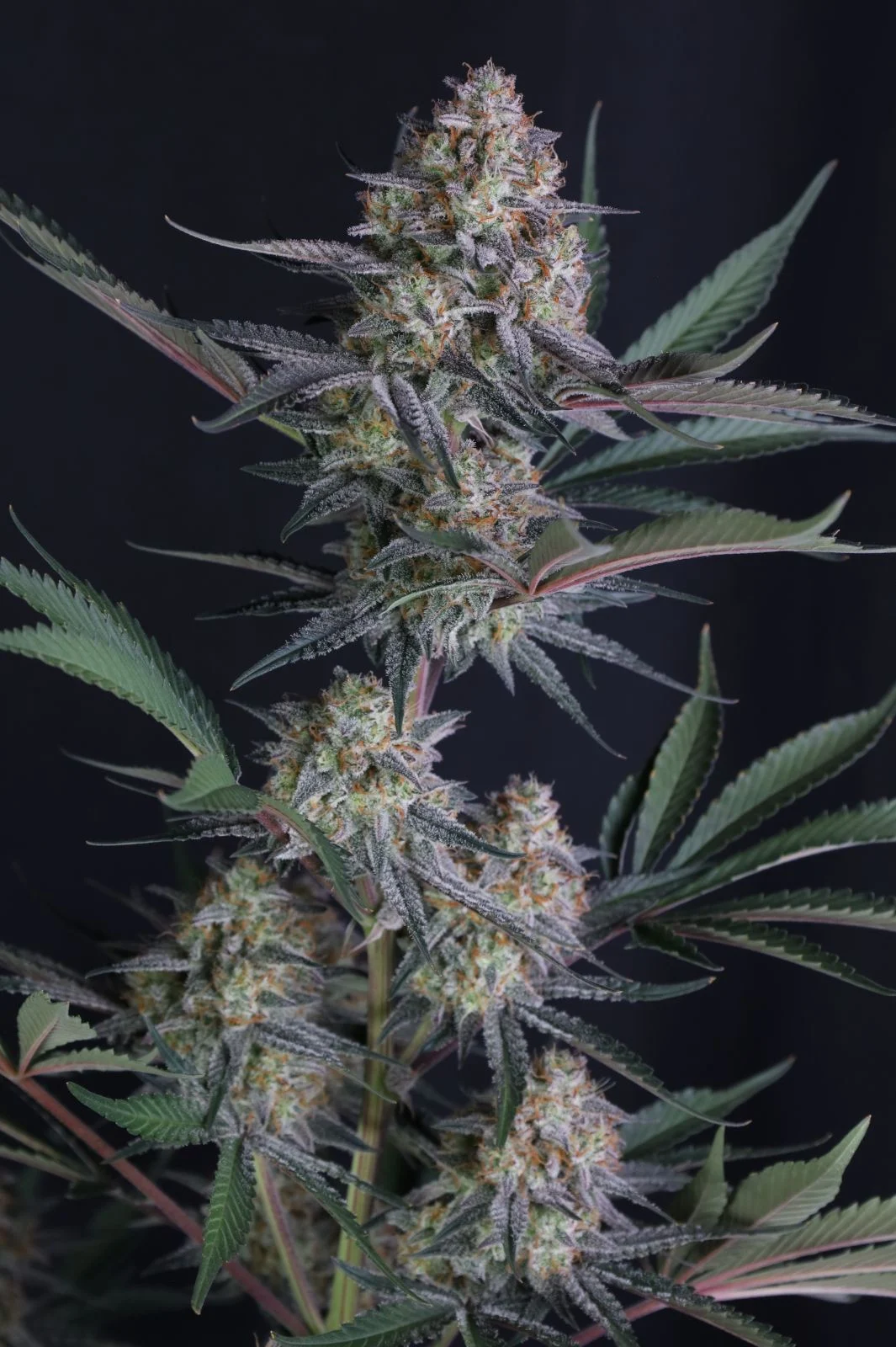 Lemon Tree Auto Cannabis Seeds by Fastbuds
