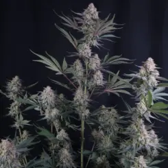 Lemon Tree Auto Cannabis Seeds by Fastbuds