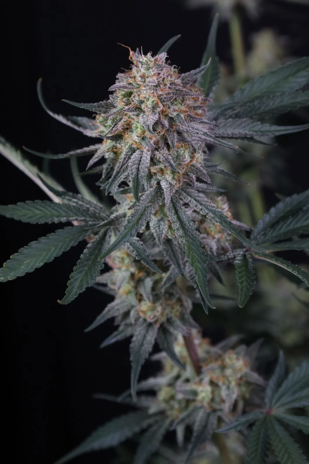 Lemon Tree Auto Cannabis Seeds by Fastbuds