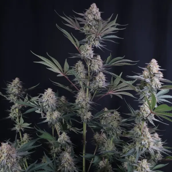 Lemon Tree Auto Cannabis Seeds by Fastbuds