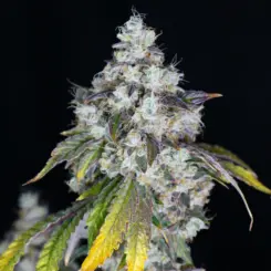 Lemons and Rubber Cannabis Seeds by Lovin' In Her Eyes