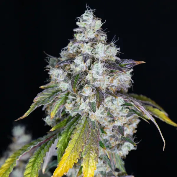 Lemons and Rubber Cannabis Seeds by Lovin' In Her Eyes