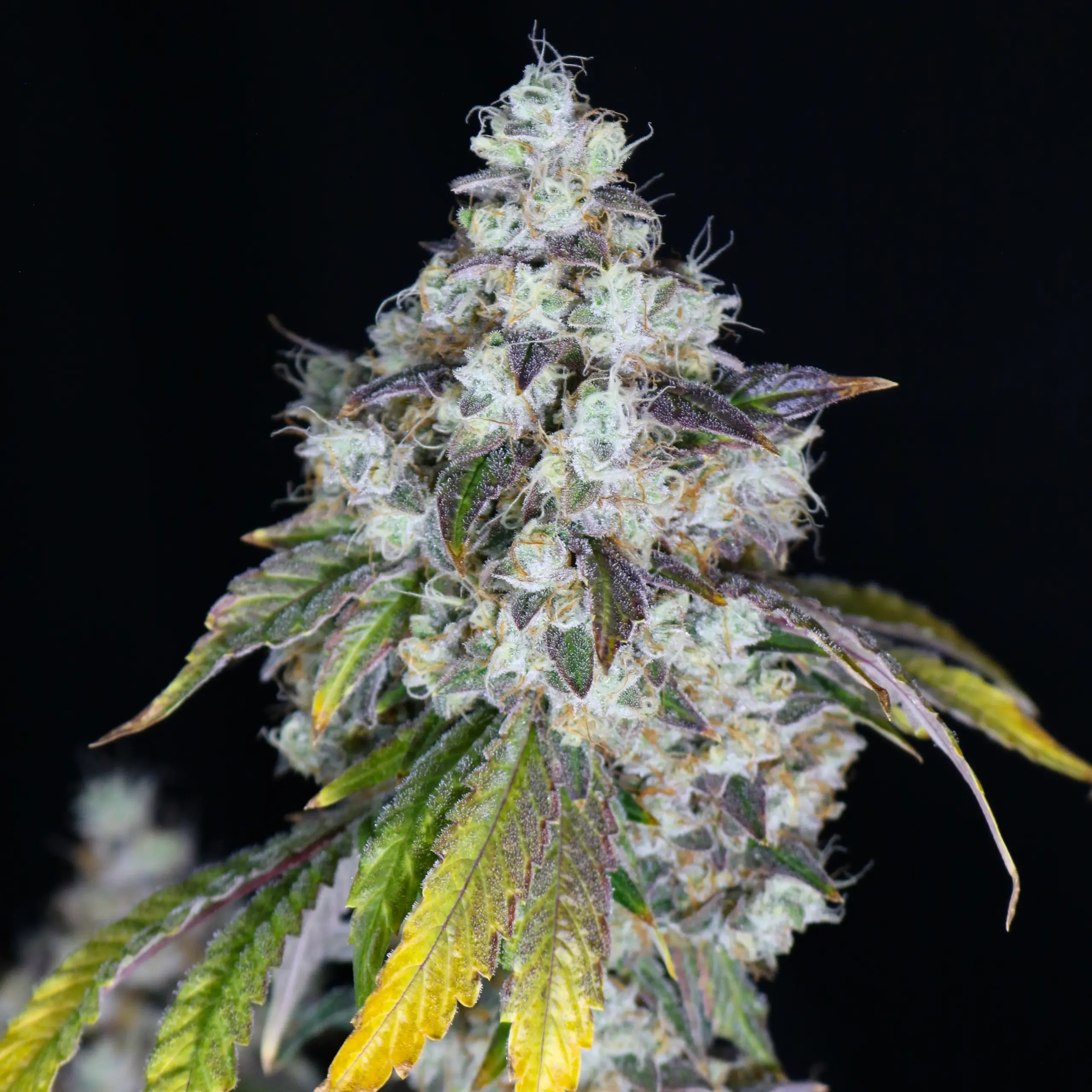 Lemons and Rubber Cannabis Seeds by Lovin' In Her Eyes