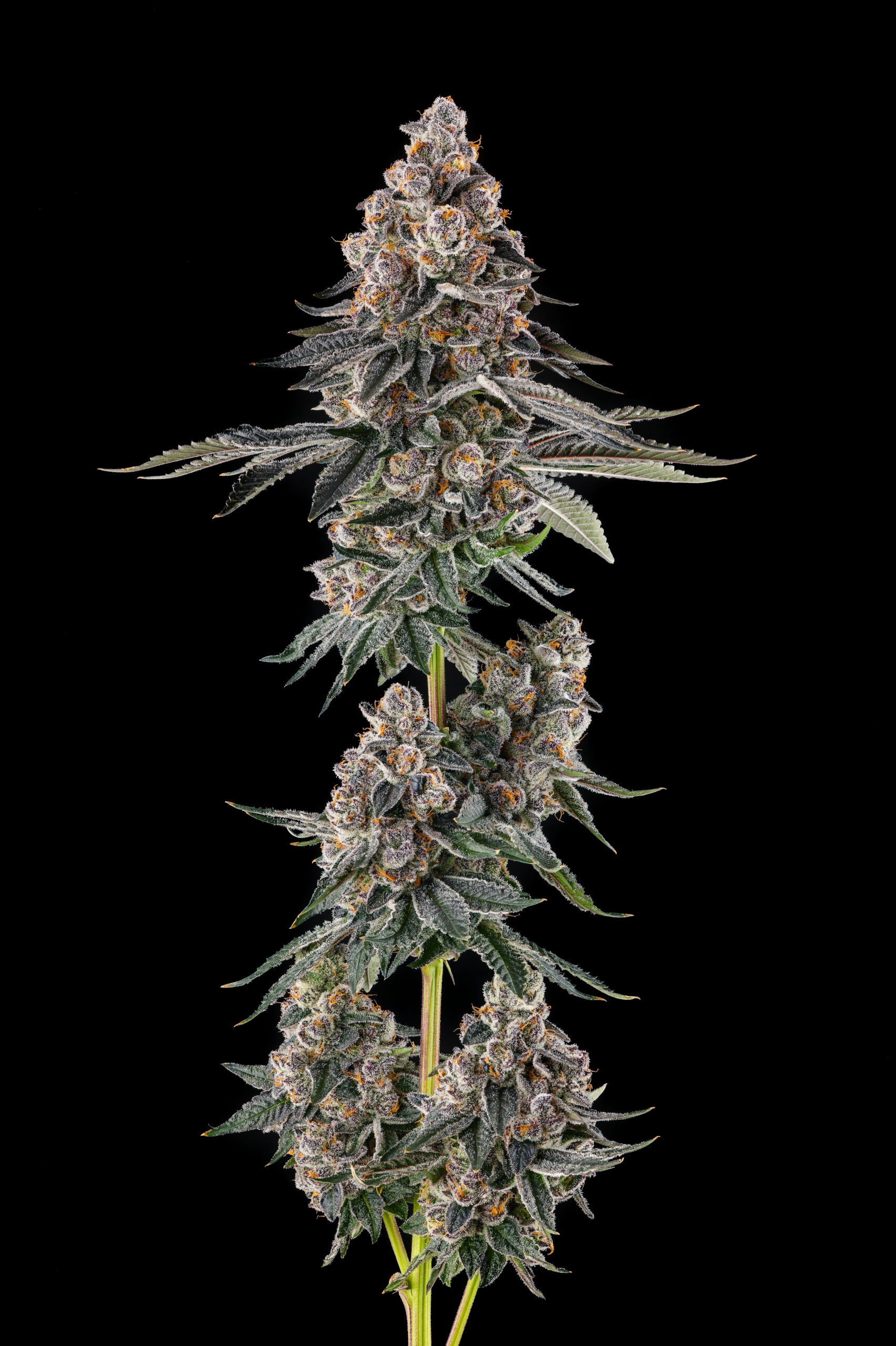Mailbox Money Cannabis Seeds by Compound Genetics