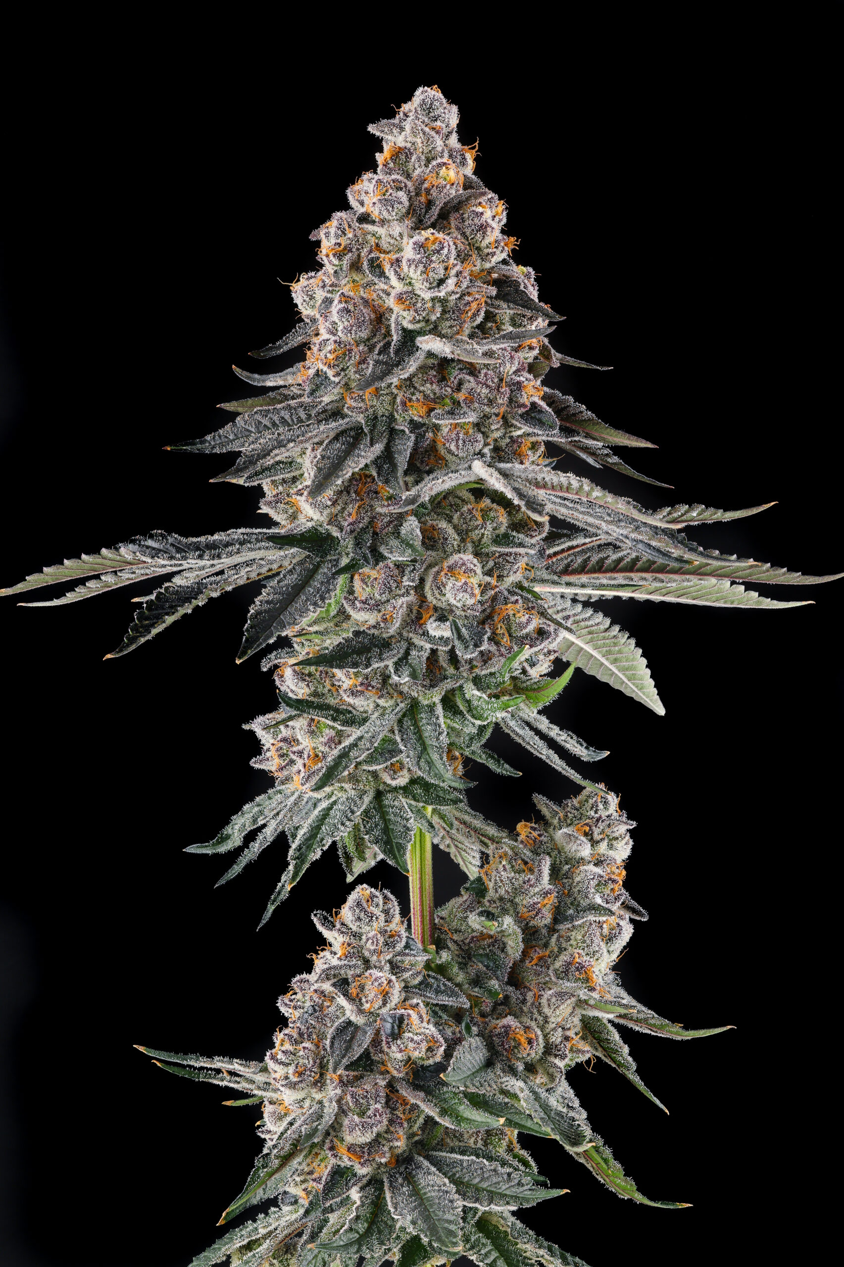 Mailbox Money Cannabis Seeds by Compound Genetics