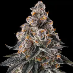 Mailbox Money Cannabis Seeds by Compound Genetics