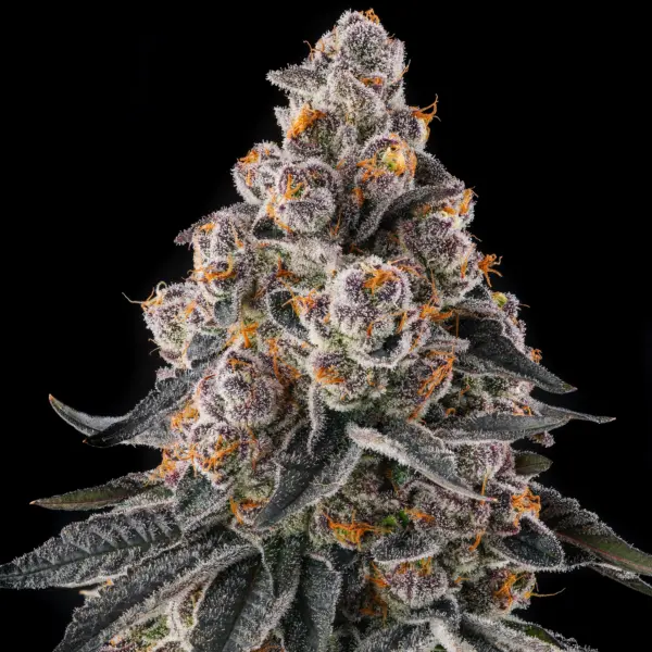 Mailbox Money Cannabis Seeds by Compound Genetics