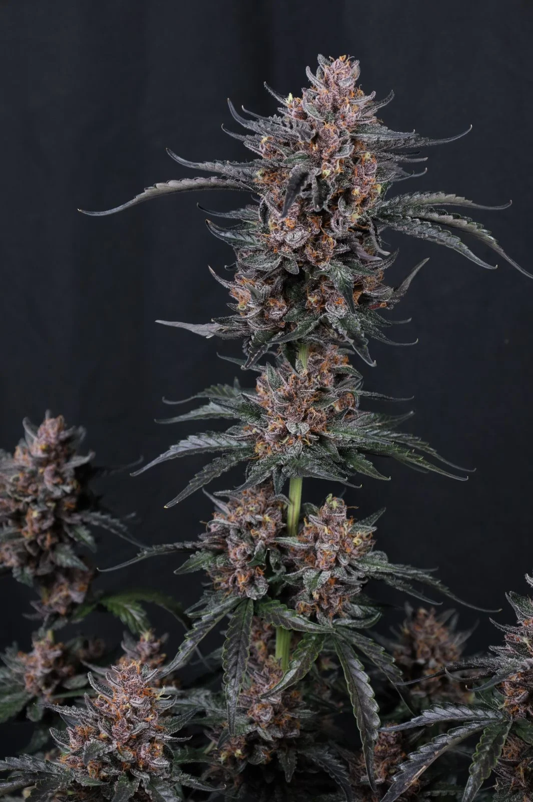 Mango Cherry Runtz Auto Cannabis Seeds by Fastbuds