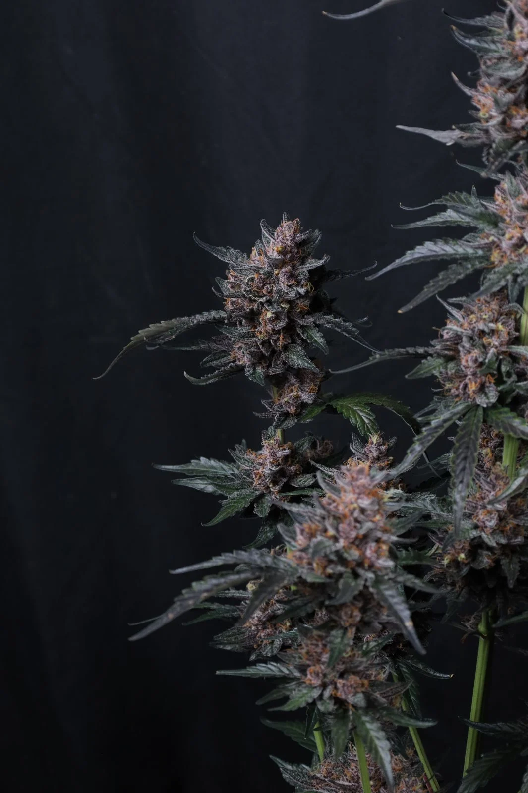 Mango Cherry Runtz Auto Cannabis Seeds by Fastbuds