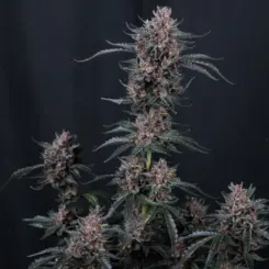 Mango Cherry Runtz Auto Cannabis Seeds by Fastbuds