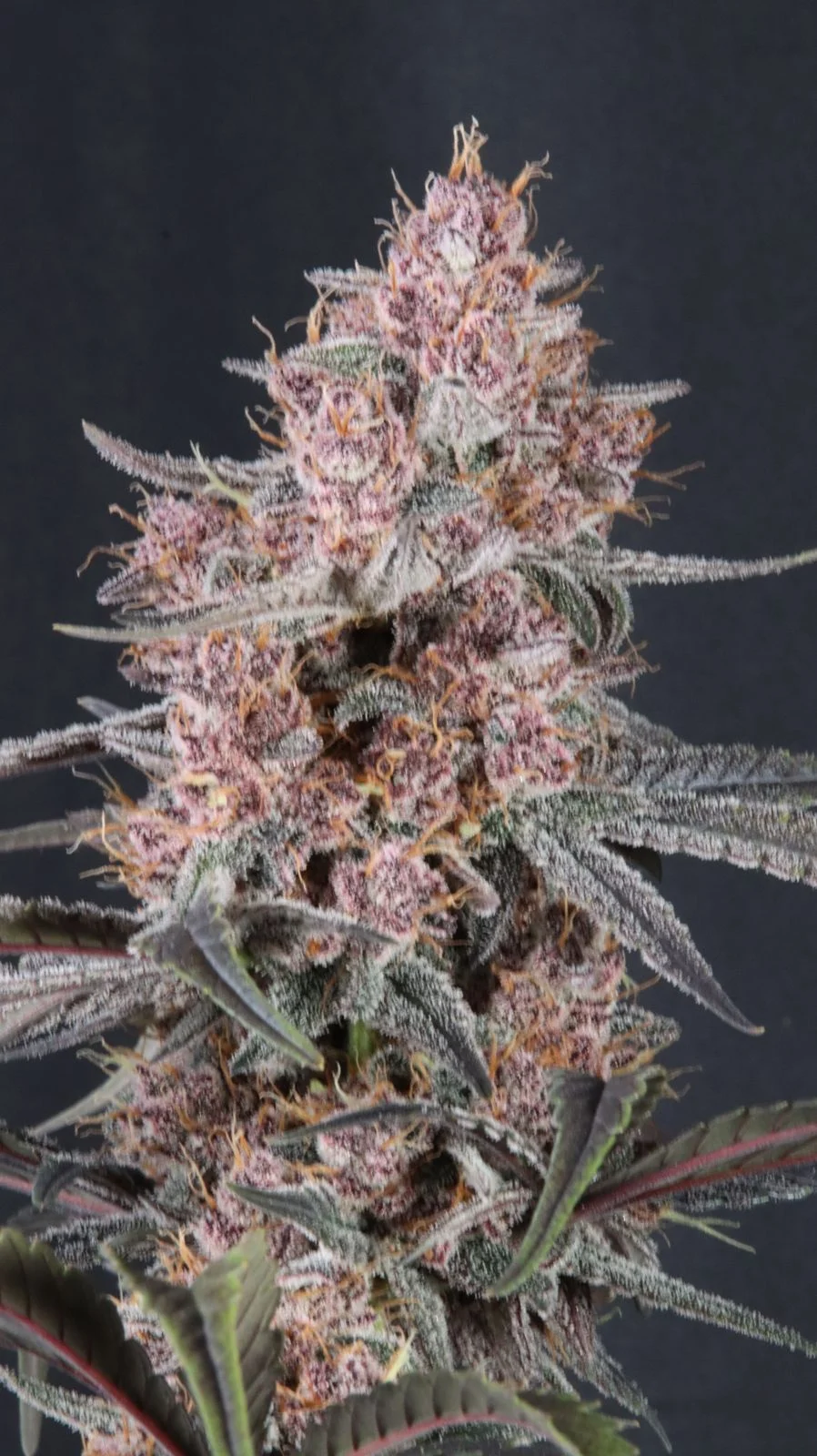 Mango Cherry Runtz Auto Cannabis Seeds by Fastbuds