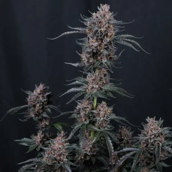 Mango Cherry Runtz Auto Cannabis Seeds by Fastbuds