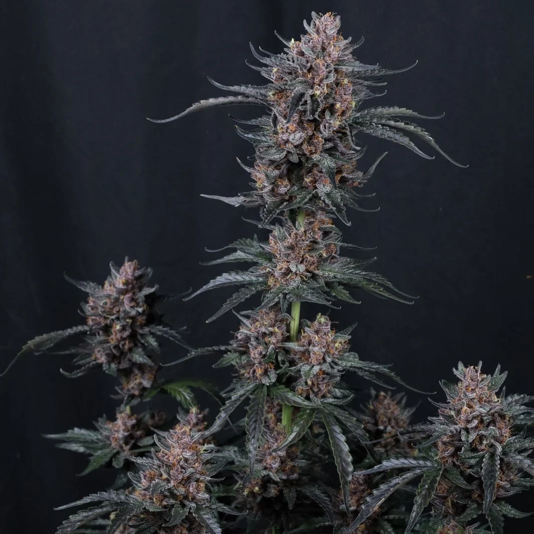 Mango Cherry Runtz Auto Cannabis Seeds by Fastbuds