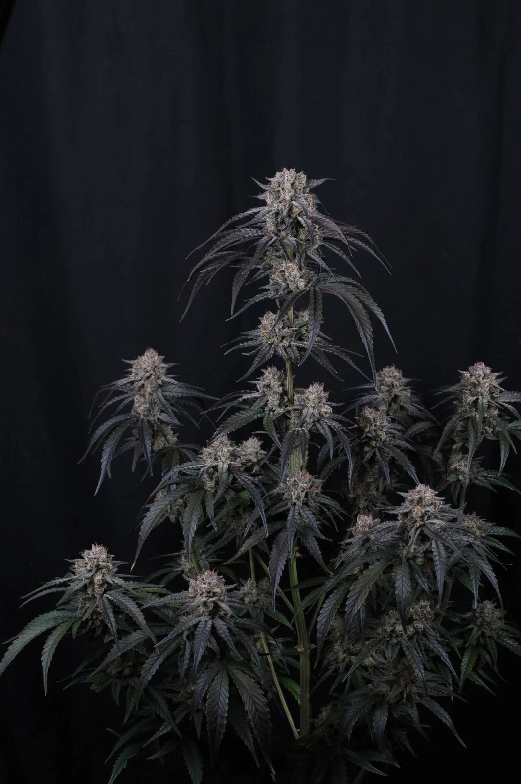 Mango Frost Auto Cannabis Seeds by Fastbuds